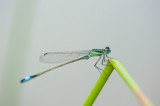 700_1161F lantaarntje (Ischnura elegans, Blue-tailed Damselfly).jpg