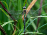 D4_5218F grote keizerlibel (Anax imperator).jpg