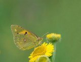 D4_7384F oranje luzernevlinder (Colias croceus, Clouded Yellow).jpg