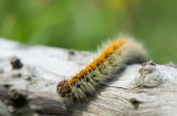 D4_1147F rups kleine hageheld (Lasiocampa trifolii).jpg