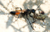 D4_0292F grote rupsendoder (Ammophila sabulosa).jpg