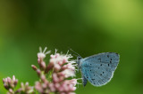 D4_5681F boomblauwtje (Celastrina argiolus, Holy Blue).jpg