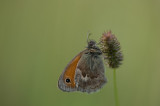 D4_4313F hooibeestje (Coenonympha pamphilus, Small Heath).jpg