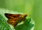 D4_1301F groot dikkopje (Ochlodes sylvanus, Large skipper).jpg