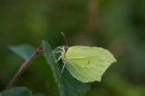 D4_7134F citroenvlinder (Gonepteryx rhamni, Brimstone).jpg