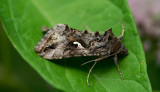 D4_5808F gamma-uil (Autographa gamma).jpg