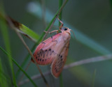 D4_3874F rozenblaadje (Miltochrista miniata, Rosy Footman).jpg