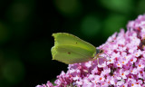 D4_5024F citroenvlinder (Gonepteryx rhamni, Brimstone).jpg