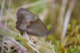 D4_2809F bruin zandoogje vr. (Maniola jurtina, Meadow Brown).jpg
