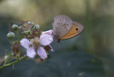 D4_2748F hooibeestje (Coenonympha pamphilus, Small Heath).jpg