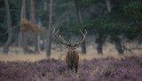 D4_8889F edelhert (Cervus elaphus, Red deer).jpg