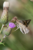 D4_4482F gamma-uil (Autographa gamma).jpg