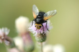 D4_4590F stekelsluipvlieg (Tachina grossa, Tachinid fly).jpg