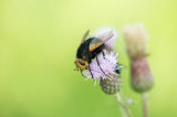 D4_4622F stekelsluipvlieg (Tachina grossa, Tachinid fly).jpg