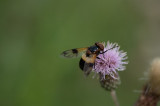 D4_4657F witte reus of ivoorzweefvlieg (Volucella pellucens).jpg