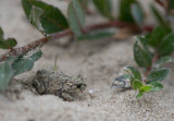 D4_3298F rugstreeppad (Epidalea calamita).jpg