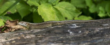 D4_5917F zandhagedis (Lacerta agilis, Sand lizard).jpg