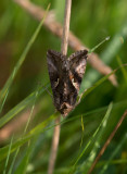 D4_4315F gamma-uil (Autographa gamma).jpg