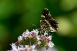 D4_4914F landkaartje (Araschnia levana).jpg