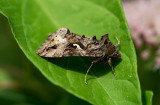 D4_5844F gamma-uil (Autographa gamma).jpg