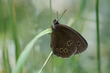 D4_1379F koevinkje (Aphantopus hyperantus, Ringlet).jpg