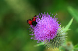 D4_3020F Sint-jansvlinder (Zygaena filipendulae, Six-spot burnet).jpg