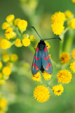D4_0615F Sint-jansvlinder (Zygaena filipendulae, Six-spot burnet).jpg