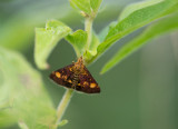 D4_7032F muntvlinder (Pyrausta aurata, Mintmoth), microvlinder.jpg
