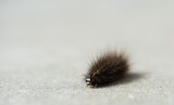D4_8174F rups witte tijger (Spilosoma lubricipeda).jpg