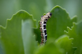 D4_8176F rups bonte bessenvlinder (Abraxas grossulariata).jpg