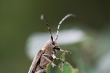 D4_9288F grote populierenboktor (Saperda carcharias).jpg