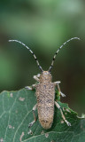 D4_9369F grote populierenboktor (Saperda carcharias).jpg