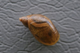 DSC_3850F barnsteenslak (Succinea putris, Large Ambersnail).jpg