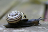 DSC05374F gewone tuinslak (Cepaea nemoralis, grove snail or brown-lipped snail).jpg