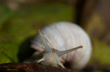 D40_0389F wijngaardslak (Helix pomatia, Burgundy Snail).jpg