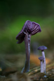 D4_9498F rodekoolzwam/amethistzwam (Laccaria amethystina, Amethyst deceiver).jpg
