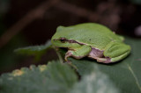 D40_0040F boomkikker (Hyla arborea, European Treefrog).jpg