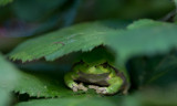 D40_0232F boomkikker (Hyla arborea, European Treefrog).jpg