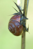 D40_9570F roze tuinslak (Cepaea nemoralis).jpg