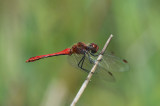 D40_7224F bloedrode heidelibel (Sympetrum sanguineum, Ruddy darter).jpg