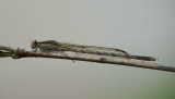 D40_6714F bruine winterjuffer (Sympecma fusca, Common winter damselfly).jpg