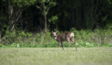 D40_8478F ree (Capreolus capreolus, Roe).jpg