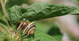 700_6226F gewone tuinslak (Cepaea nemoralis, grove snail or brown-lipped snail).jpg