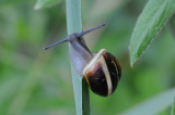 DSC_1046F gewone tuinslak (Cepaea nemoralis, grove snail or brown-lipped snail).jpg