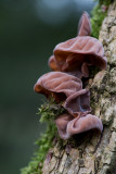 D40_0679F echt judasoor (Auricularia auricula-judae, Jew's ear).jpg