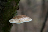 D40_0694F berkenzwam (Piptoporus betulinus, Birch polypore).jpg