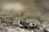 D40_7824F blauwvleugelsprinkhaan (Oedipoda caerulescent, Blue-winged Grasshopper).jpg