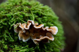 D40_0876F gewoon elfenbankje (Trametes versicolor, Turkey tail).jpg