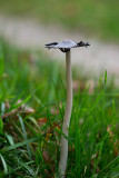 D40_1054F kale inktzwam (Coprinus atramentarius).jpg