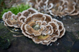 D40_1097F gewoon elfenbankje (Trametes versicolor, Turkey tail).jpg